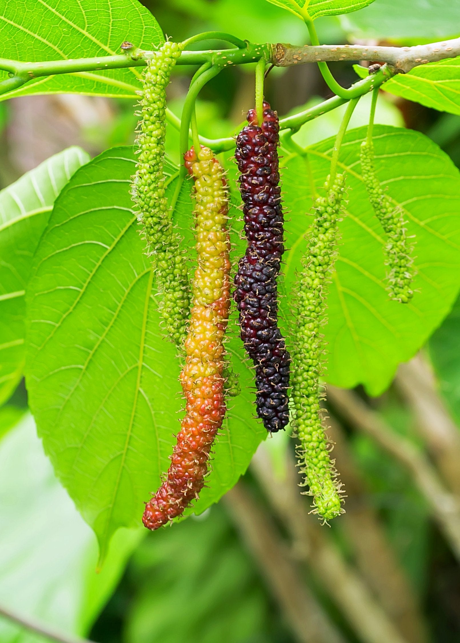 Large nursery pot with Mulberry 'Pakistan' (Morus nigra) tropical fruit tree by Sow Exotic in a lush nursery setting.