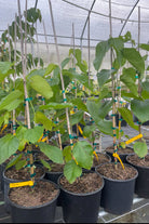 Large nursery pot of Sow Exotic Mulberry 'Skinner' tropical fruit tree with lush green leaves in a garden setting.