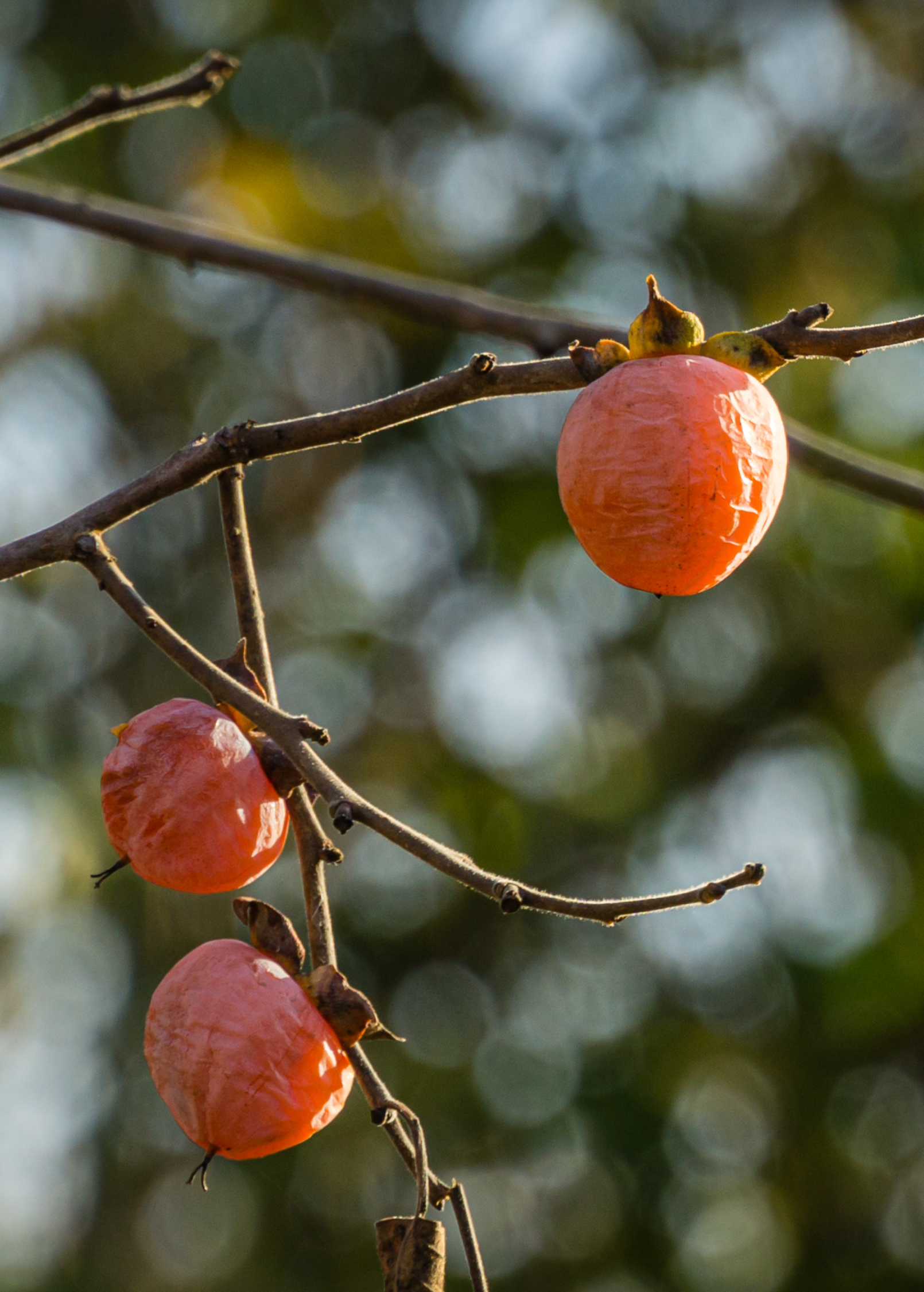 Large nursery pot with a healthy Florida native persimmon seedling, Diospyros virginiana, from Sow Exotic tropical fruit tree collection.