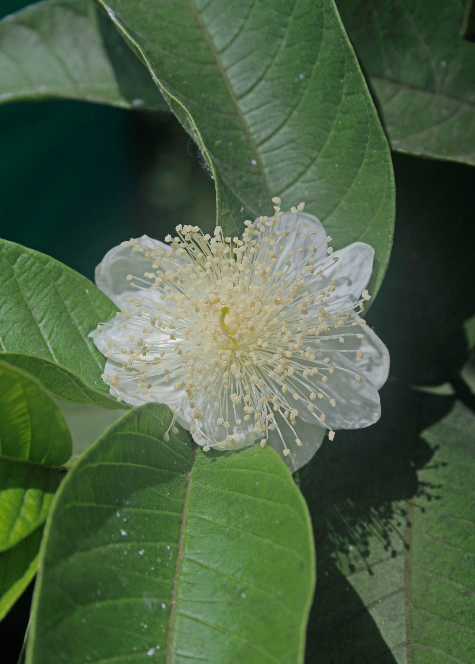Large nursery pot of Sow Exotic Scarlet Guava tropical fruit tree with vibrant green leaves and young branches.