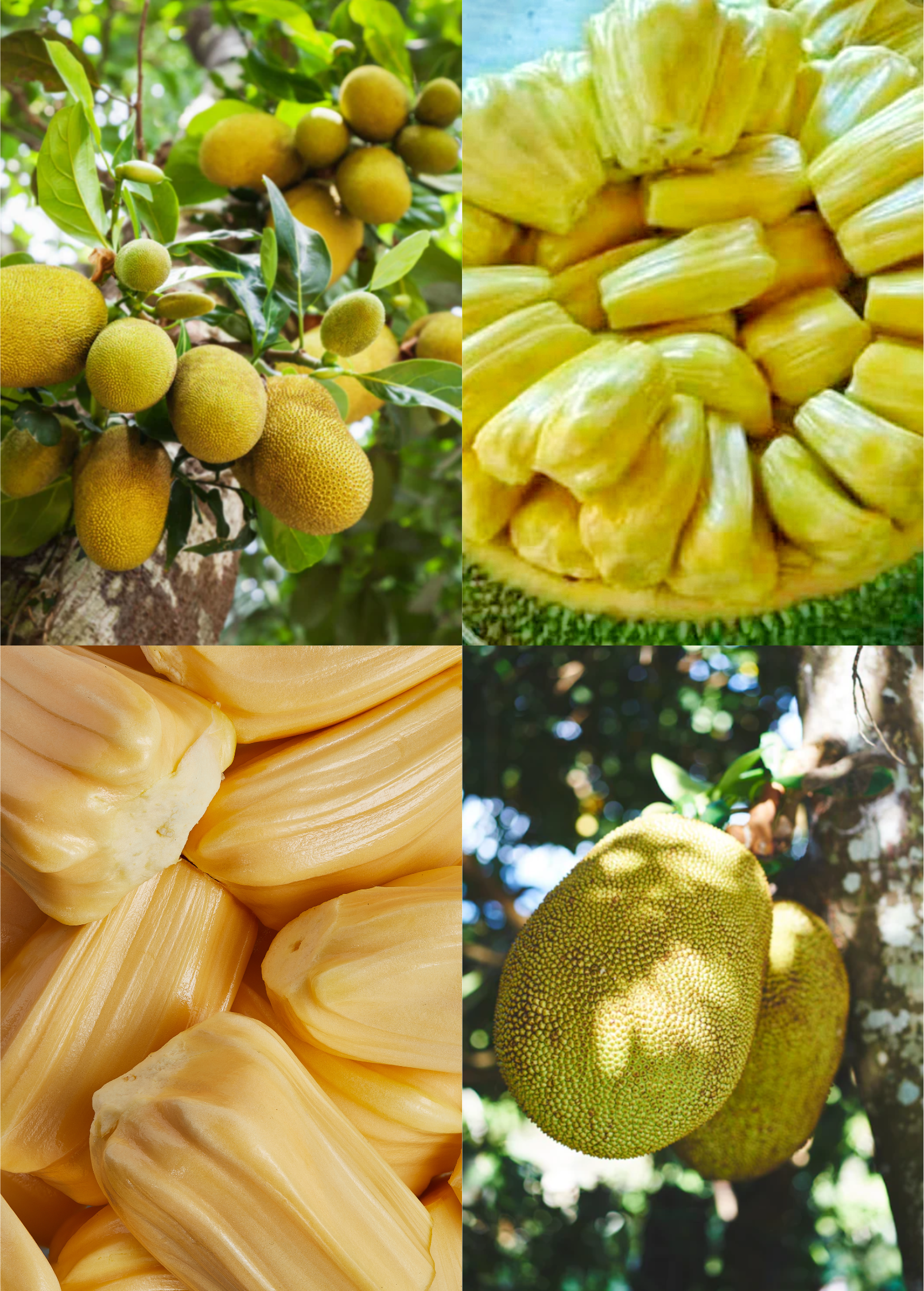 Bundle of Sow Exotic Jackfruit Trees featuring Golden Nugget and Orange Crush tropical fruit trees in large nursery pots.