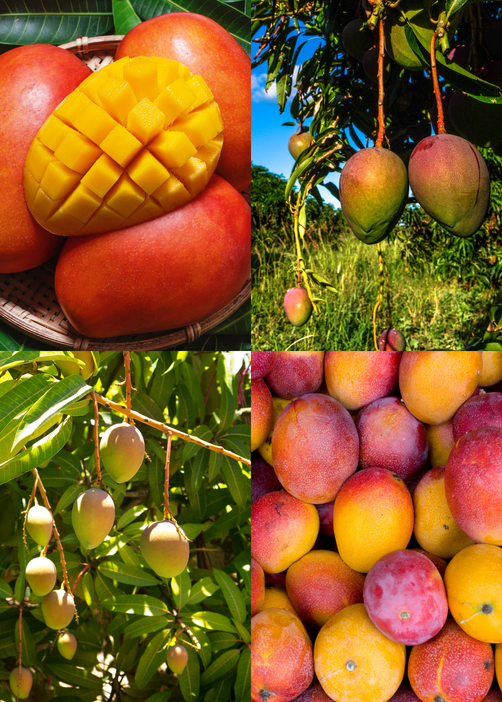 Mega XL Mango Bundle featuring Sow Exotic tropical fruit trees including Carrie, Glenn, and Haden in large nursery pots.