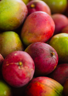 Mega XL Mango Bundle from Sow Exotic featuring Carrie, Glenn, and Haden tropical fruit trees in large nursery pots.
