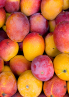Mega XL Mango Bundle with Carrie, Glenn, and Haden trees from Sow Exotic in large nursery pots, healthy tropical fruit trees.