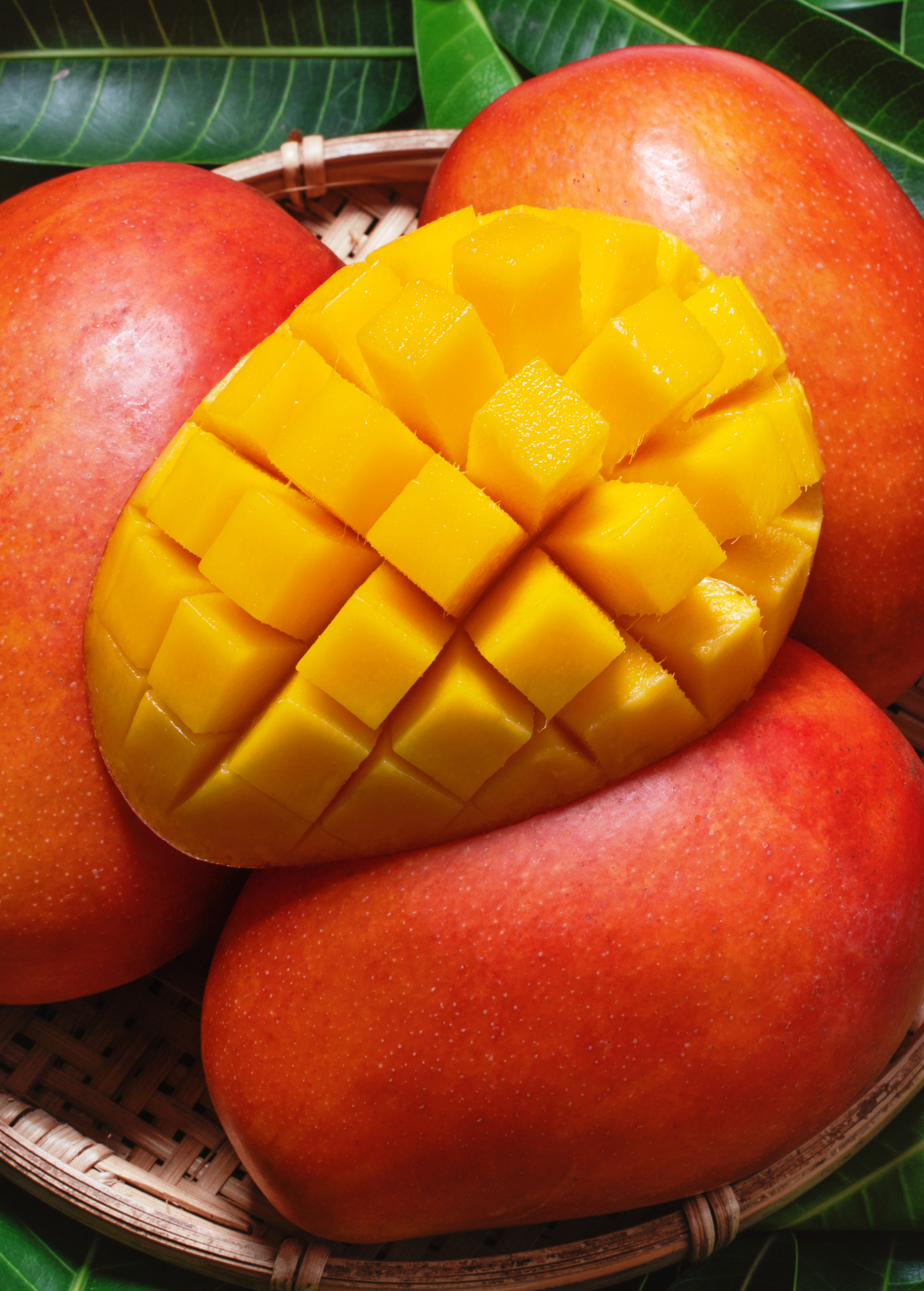 Mega XL Mango Bundle with Carrie, Glenn, and Haden tropical fruit trees in large nursery pots by Sow Exotic.