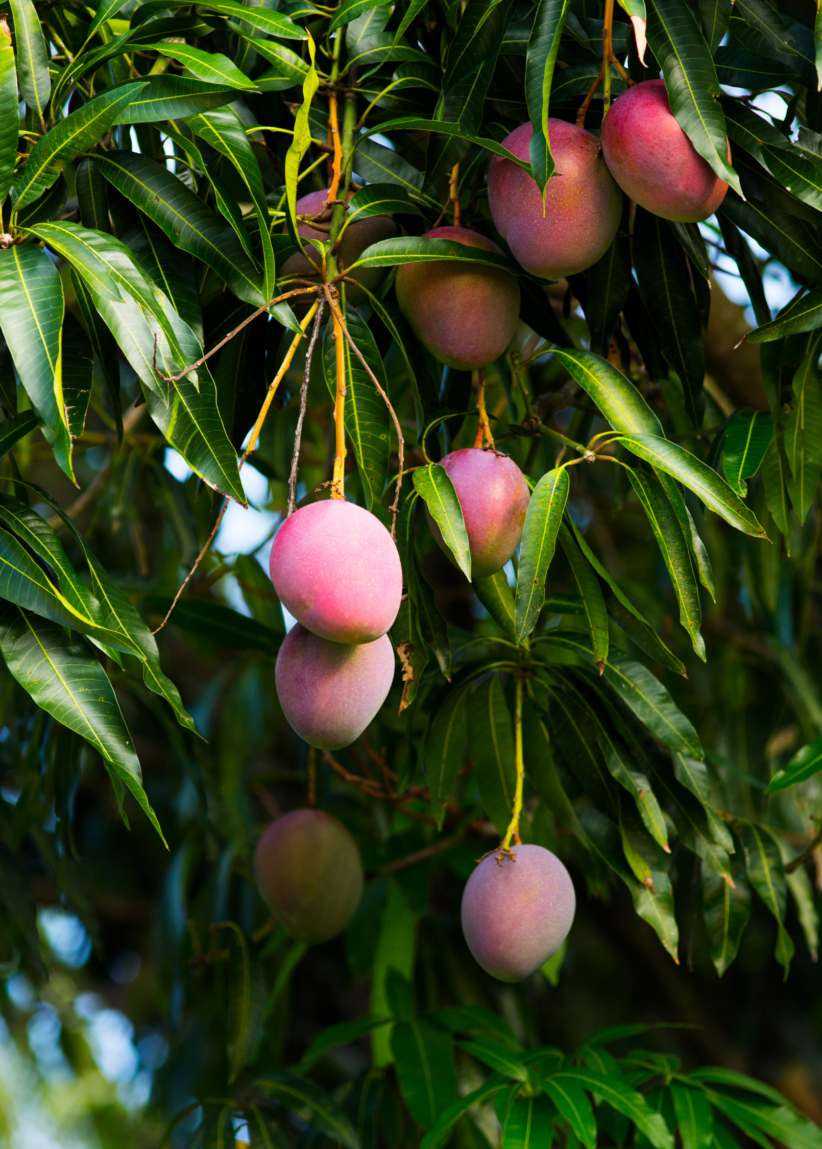 Mega XL Mango Bundle from Sow Exotic featuring 'Carrie', 'Glenn', and 'Haden' tropical fruit trees in large nursery pots.