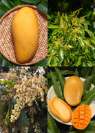XL Mango Tree Bundle with Sow Exotic, featuring 'Mallika' and 'Nam Doc Mai' tropical fruit trees in large nursery pots.