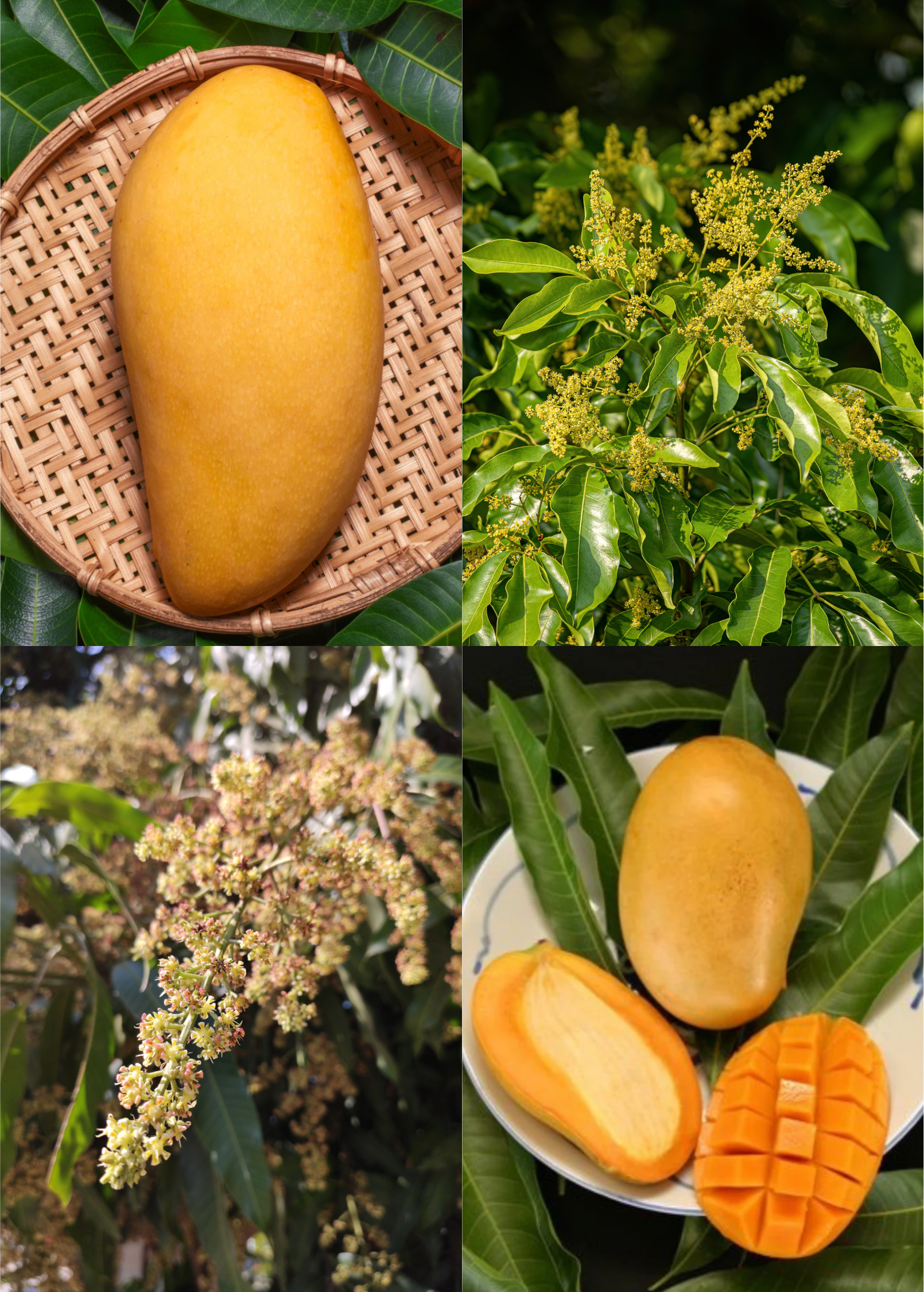 XL Mango Tree Bundle with Sow Exotic, featuring 'Mallika' and 'Nam Doc Mai' tropical fruit trees in large nursery pots.