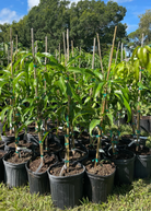 XL mango tree bundle with 'Mallika' and 'Nam Doc Mai' tropical fruit trees in large nursery pots by Sow Exotic.