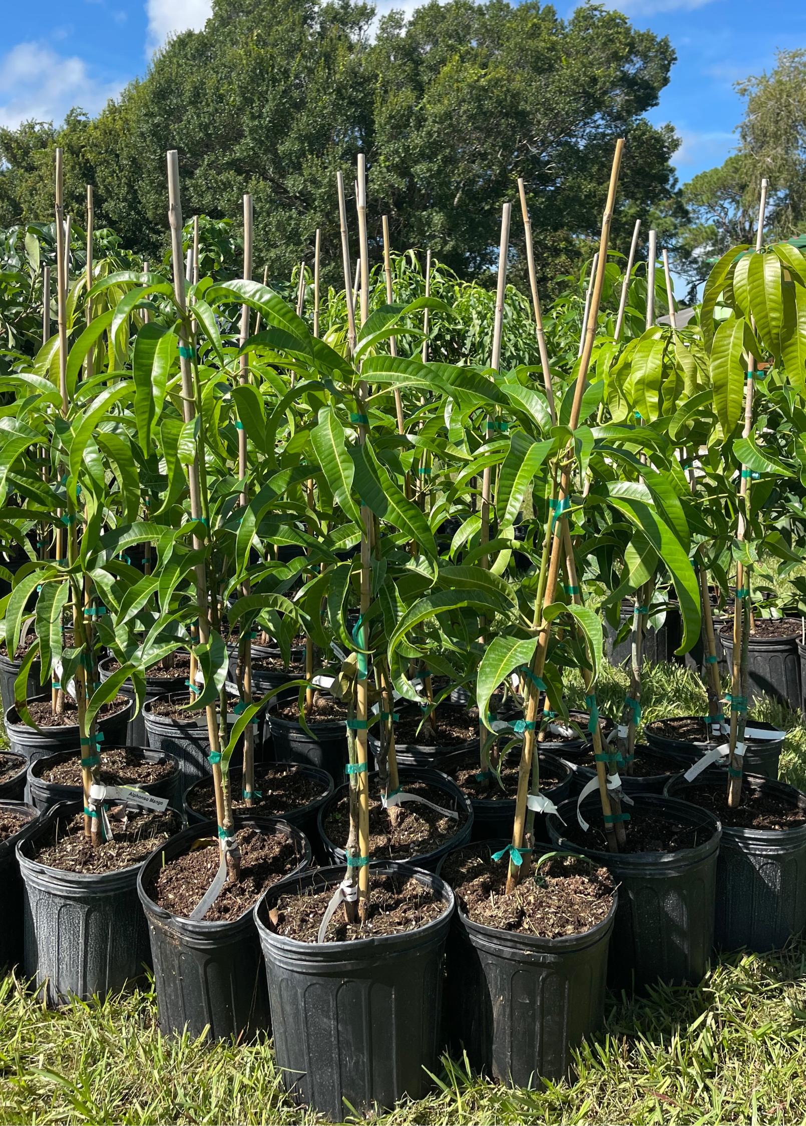 XL mango tree bundle with 'Mallika' and 'Nam Doc Mai' tropical fruit trees in large nursery pots by Sow Exotic.