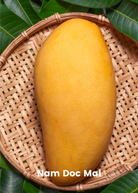 Large nursery pot with XL Mango Tree bundle featuring 'Mallika' and 'Nam Doc Mai' tropical fruit trees from Sow Exotic.
