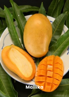 Large Sow Exotic tropical fruit tree bundle with XL nursery pots featuring Mallika and Nam Doc Mai mango trees.