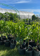 XL Mango Tree Bundle with 'Mallika' and 'Nam Doc Mai' tropical fruit trees in large nursery pots by Sow Exotic.