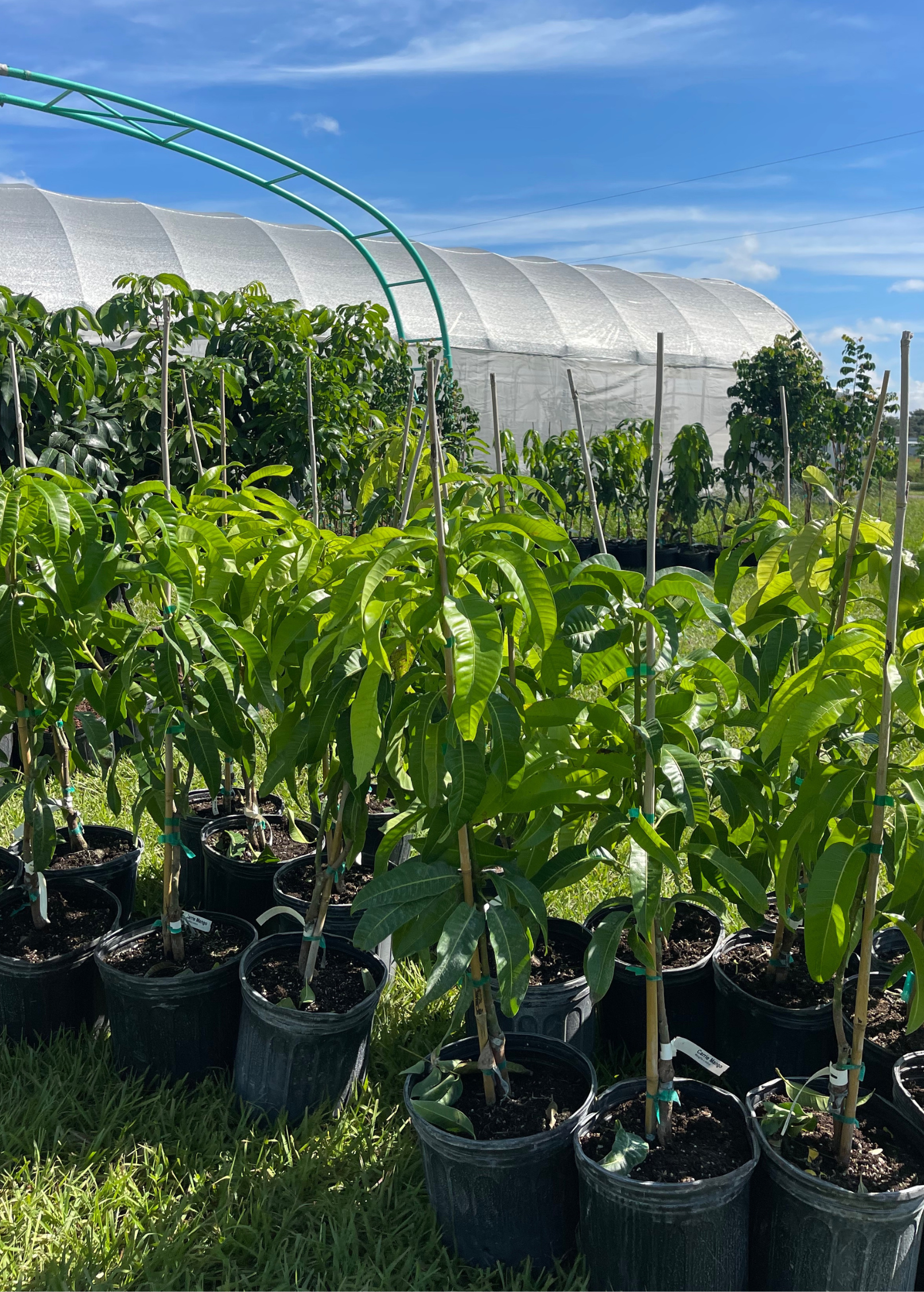 XL Mango Tree Bundle with 'Mallika' and 'Nam Doc Mai' tropical fruit trees in large nursery pots by Sow Exotic.