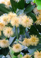 Large plantable pot with a Black Bead (Pithecellobium keyense) tropical fruit tree from Sow Exotic, showing lush green foliage and tree structure.