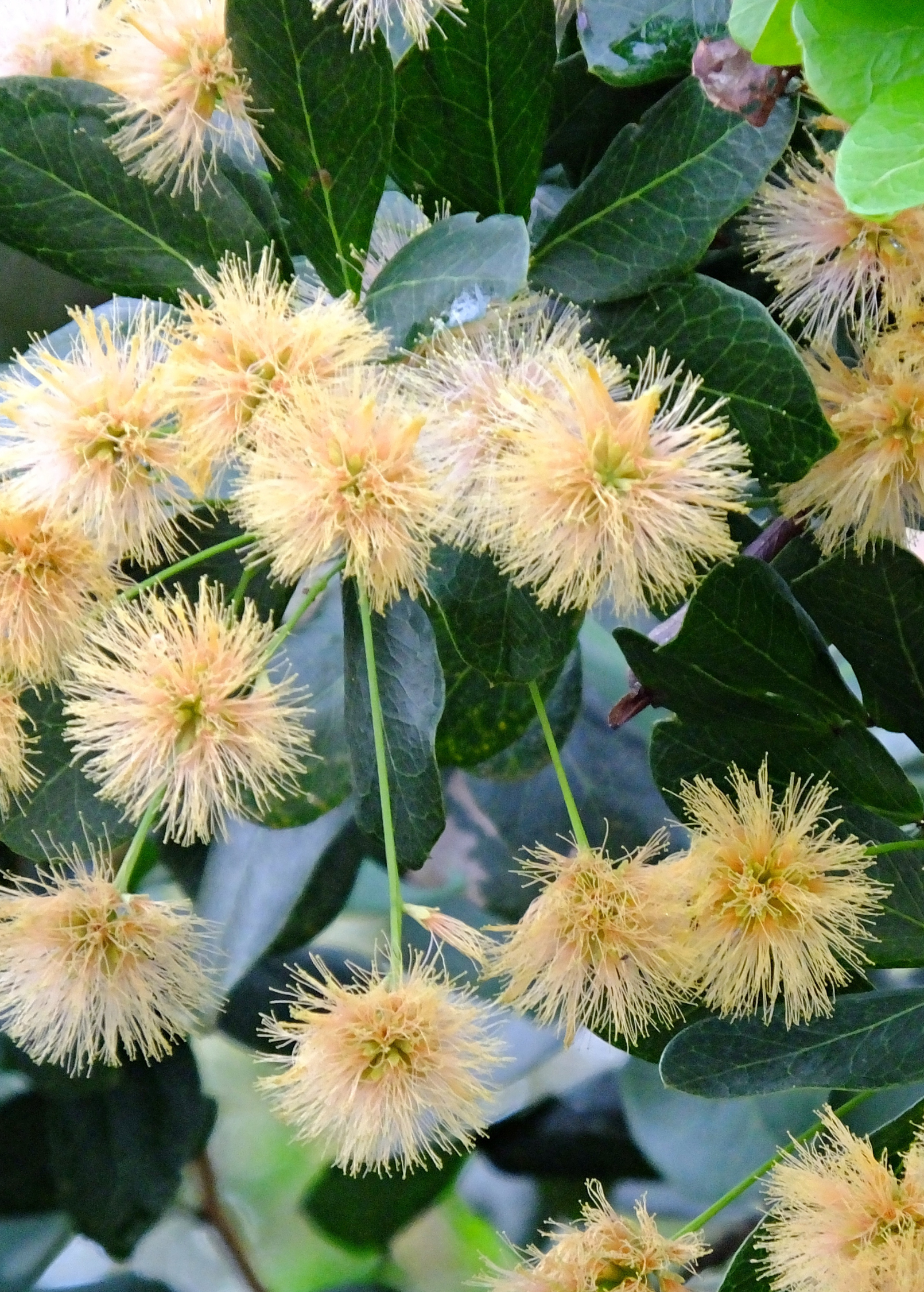 Large plantable pot with a Black Bead (Pithecellobium keyense) tropical fruit tree from Sow Exotic, showing lush green foliage and tree structure.
