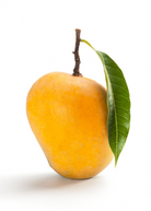 Large Sow Exotic Alphonso mango tropical fruit tree in a plantable pot, showcasing lush green foliage and healthy growth.