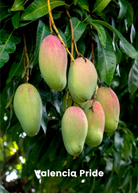 Large potted Mango Bundle with Valencia Pride and Angie tropical fruit trees from Sow Exotic, showcasing lush green mango trees.