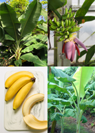Large pot with Sow Exotic XL banana bundle featuring Orinoco and Dwarf Cavendish tropical fruit trees.