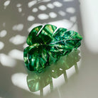 Velvet Claws Monstera leaf hair claw accessory by The Bullish Store, featuring a soft velvet finish and tropical leaf design.
