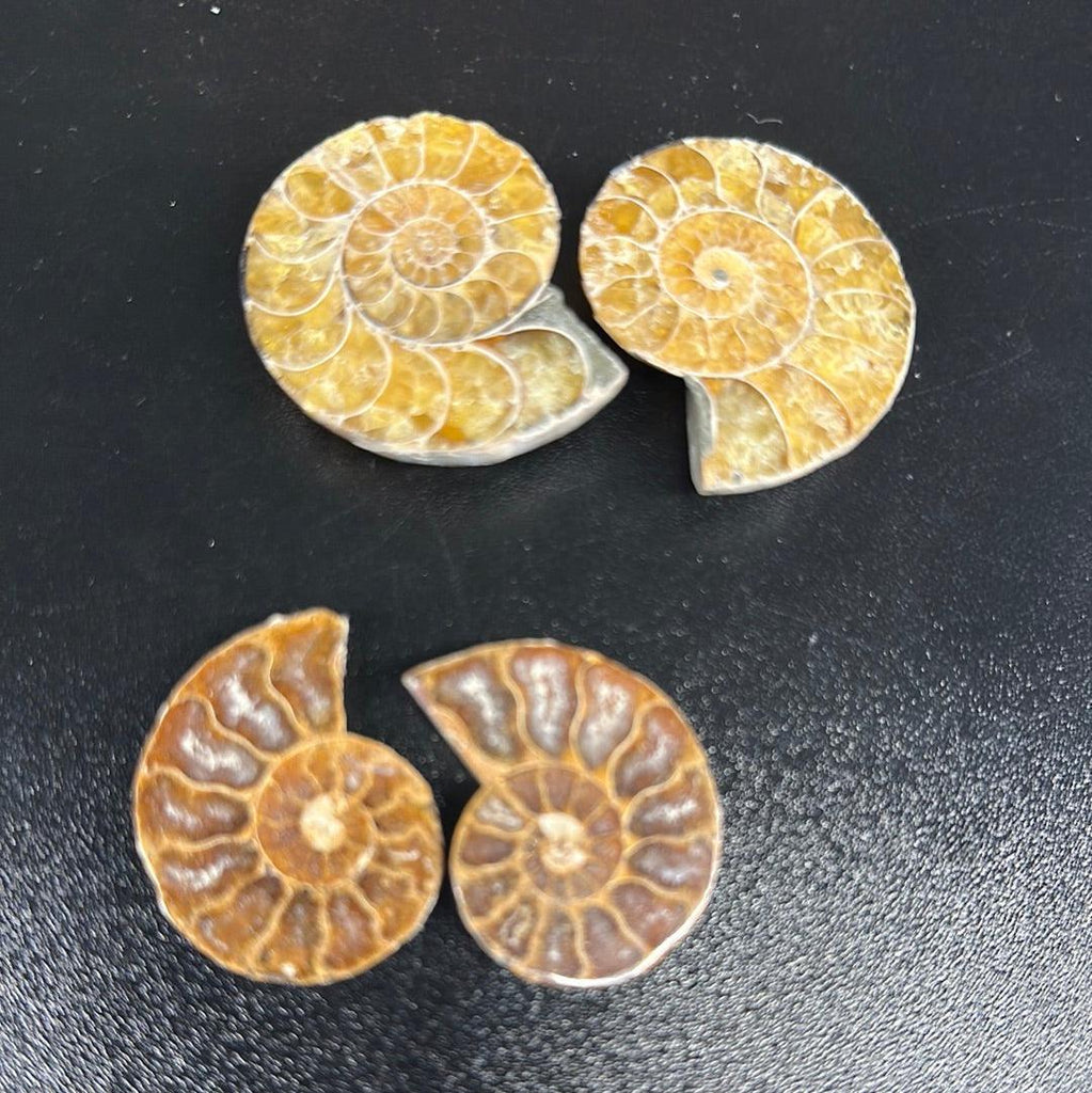 Ammonite Fossil Pair - Practical Magic Store