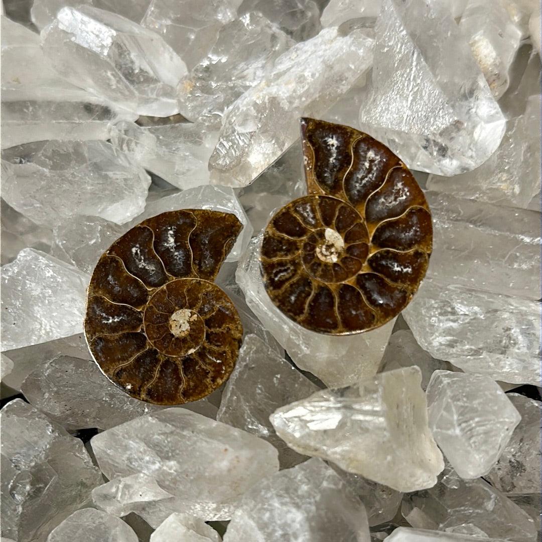 Ammonite Fossil Pair - Practical Magic Store