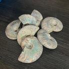 Rainbow Ammonite Fossil - Practical Magic Store